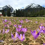 Crocus 313 * Štrbské Pleso