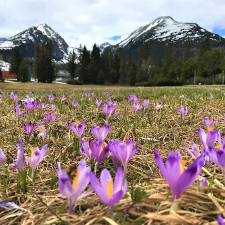 Crocus 313 * Štrbské Pleso