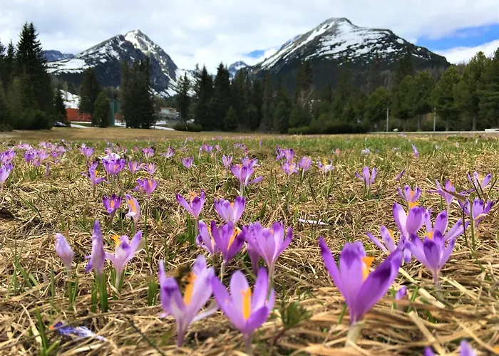 Crocus 313 * Štrbské Pleso